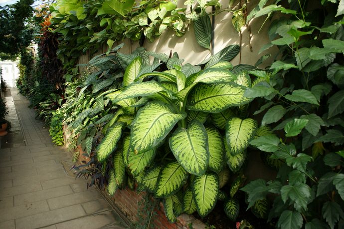 Диффенбахия сегуина (Dieffenbachia seguine)